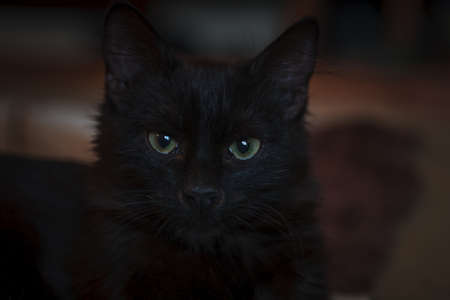 Cute black kitten close-up portrait with eyes on a black background in a dark roomの写真素材