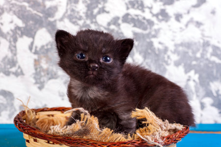 little kittens with beautiful eyes and soft hair are played at home with their beloved children. The tiny kitten is sleeping. Beautiful little kitty.の写真素材