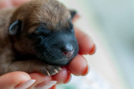 Small puppy looking up while woman holding cute dog.The little puppy is cute sitting in the arms of the girl. Newborn puppy. Little beloved pet with its owner.の写真素材
