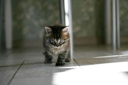 scared little kitten in the green grass. The little kitten ran away from home and got lost in the park. A Siberian striped kitten explores the unknown world on the street.の写真素材