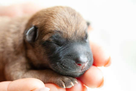 Small puppy looking up while woman holding cute dog.The little puppy is cute sitting in the arms of the girl. Newborn puppy. Little beloved pet with its owner.の写真素材