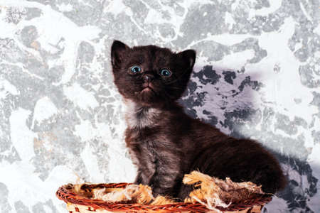 little kittens with beautiful eyes and soft hair are played at home with their beloved children. The tiny kitten is sleeping. Beautiful little kitty.の写真素材