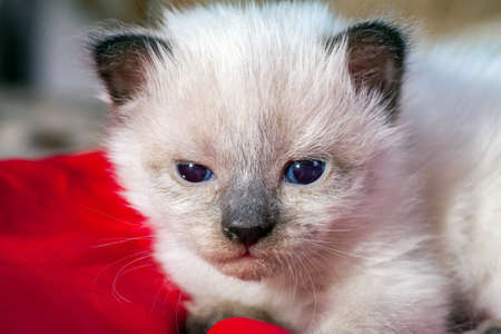 little kittens with beautiful eyes and soft hair are played at home with their beloved children. The tiny kitten is sleeping. Beautiful little kitty.の写真素材