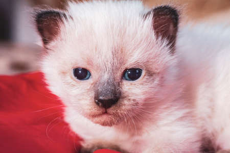 little kittens with beautiful eyes and soft hair are played at home with their beloved children. The tiny kitten is sleeping. Beautiful little kitty.の写真素材