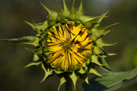 Blooming bright yellow sunflower. Sunflower field at the farm. Ripe sunflower seeds surrounded by yellow leaves in spring.の写真素材