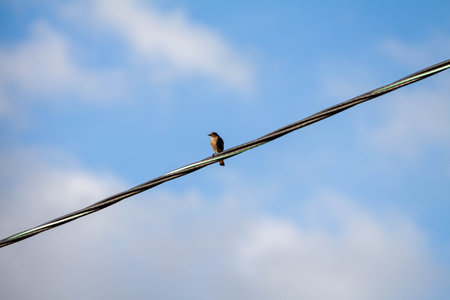 Beautiful blue sky with clouds and a bird sitting on an electric line wire. Birds on a wire against blue sky with cloudsの写真素材