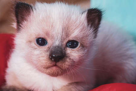 little kittens with beautiful eyes and soft hair are played at home with their beloved children. The tiny kitten is sleeping. Beautiful little kitty.の写真素材