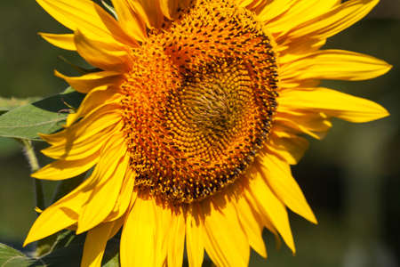 Blooming bright yellow sunflower. Sunflower field at the farm. Ripe sunflower seeds surrounded by yellow leaves in spring.の写真素材