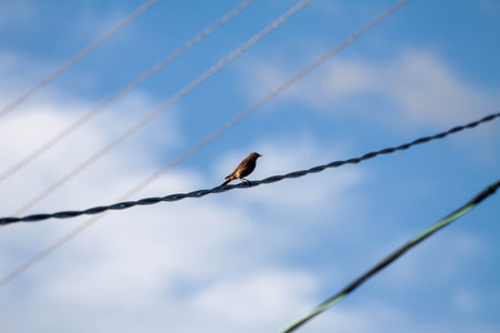 Beautiful blue sky with clouds and a bird sitting on an electric line wire. Birds on a wire against blue sky with cloudsの写真素材