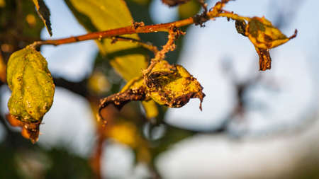 Aphids damaged leaf by pests and diseases. Aphidoidea colony damages trees in the garden by eating leaves. Dangerous pest of cultivated plants eating vegetable juice.の写真素材