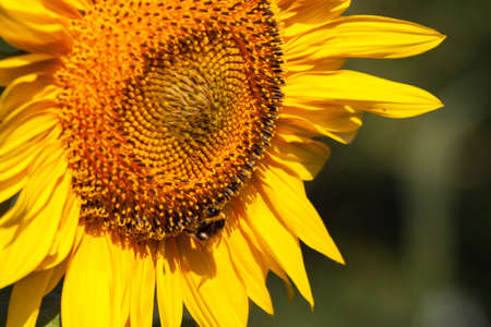 Blooming bright yellow sunflower. Sunflower field at the farm. Ripe sunflower seeds surrounded by yellow leaves in spring.の写真素材