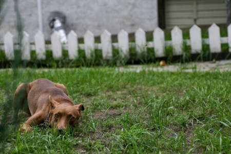 The brown dog is having fun with his beloved owner in the backyard. A man plays with his pet dog.の写真素材