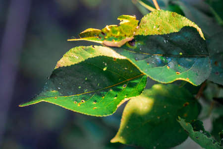 little kittens with beautiful eyes and soft hair are played at home with their beloved children. The tiny kitten is sleeping. Beautiful little kitty.の写真素材