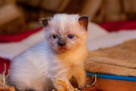 little kittens with beautiful eyes and soft hair are played at home with their beloved children. The tiny kitten is sleeping. Beautiful little kitty.の写真素材