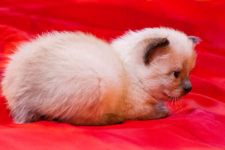 little kittens with beautiful eyes and soft hair are played at home with their beloved children. The tiny kitten is sleeping. Beautiful little kitty.の写真素材