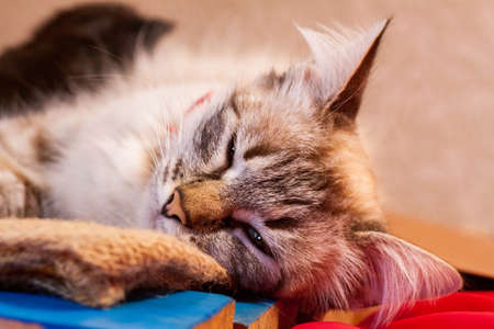 little kittens with beautiful eyes and soft hair are played at home with their beloved children. The tiny kitten is sleeping. Beautiful little kitty.の写真素材