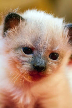 little kittens with beautiful eyes and soft hair are played at home with their beloved children. The tiny kitten is sleeping. Beautiful little kitty.の写真素材