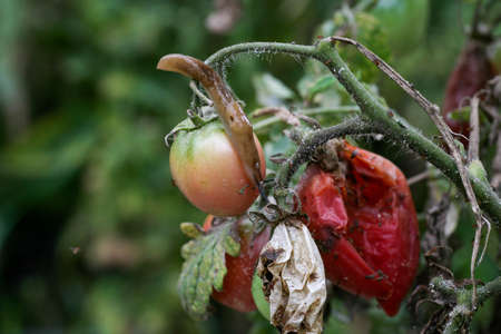 A closeup of a slug tomato pest on a fresh garden . Insects destroy green and ripening fruits. In addition, slugs carry infections among plants. a significant decrease in productivity loss of yield.の写真素材