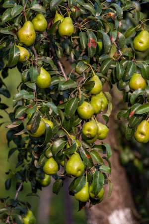branch of pear with many ripe large fruits of sweet pear in the farmers garden. Bunch of ripe pears on tree branchの写真素材