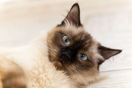 portrait of a cat with stripes laying on a ground, close-up, selective focus. High quality photoの写真素材
