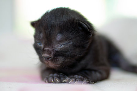 A small newborn kitten that has not yet opened its eyes after birth. The tiny kitten is sleeping. Beautiful little kitty.の写真素材