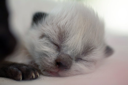 A small newborn kitten that has not yet opened its eyes after birth. The tiny kitten is sleeping. Beautiful little kitty.の写真素材