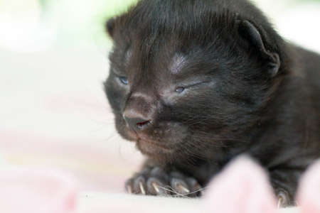 A small newborn kitten that has not yet opened its eyes after birth. The tiny kitten is sleeping. Beautiful little kitty.の写真素材