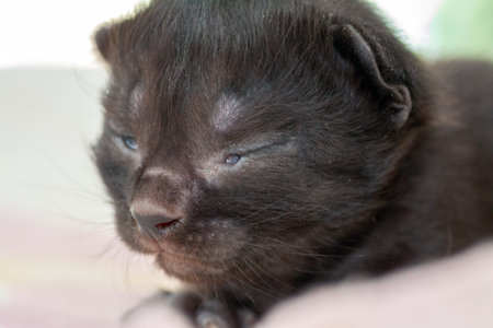 A small newborn kitten that has not yet opened its eyes after birth. The tiny kitten is sleeping. Beautiful little kitty.の写真素材