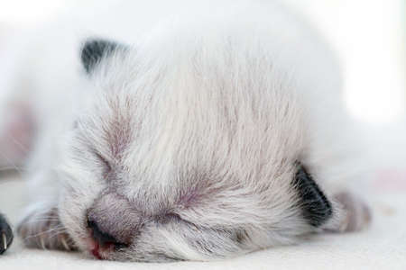 A small newborn kitten that has not yet opened its eyes after birth. The tiny kitten is sleeping. Beautiful little kitty.の写真素材