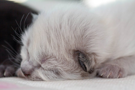 A small newborn kitten that has not yet opened its eyes after birth. The tiny kitten is sleeping. Beautiful little kitty.の写真素材