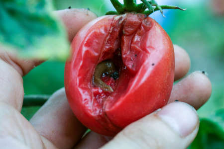 A closeup of a slug tomato pest on a fresh garden . Insects destroy green and ripening fruits. In addition, slugs carry infections among plants. a significant decrease in productivity loss of yield.の写真素材