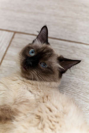 portrait of a cat with stripes laying on a ground, close-up, selective focus. High quality photoの写真素材