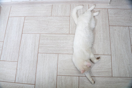 Portrait of a domestic cat of white color with big eyes. Cute clean cat. White cat with a pink nose. White Russian breed of cats.の写真素材
