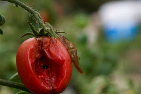 Fungal dangerous diseases of tomatoes, which affects representatives of nightshade especially potatoes. This disease is caused by pathogenic organisms position between fungi and protozoa gray spotの写真素材