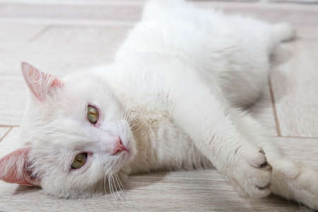 portrait of a cat with stripes laying on a ground, close-up, selective focus. High quality photoの写真素材