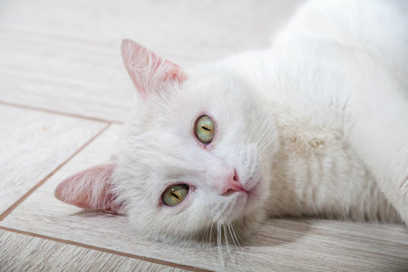 Portrait of a domestic cat of white color with big eyes. Cute clean cat. White cat with a pink nose. White Russian breed of cats.の写真素材