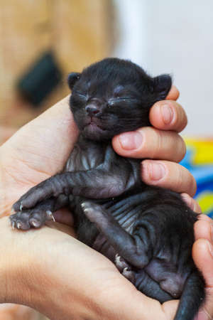 A small newborn kitten that has not yet opened its eyes after birth. The tiny kitten is sleeping. Beautiful little kitty.の写真素材