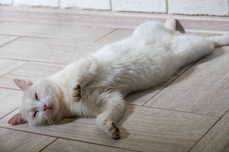 Portrait of a domestic cat of white color with big eyes. Cute clean cat. White cat with a pink nose. White Russian breed of cats.の写真素材