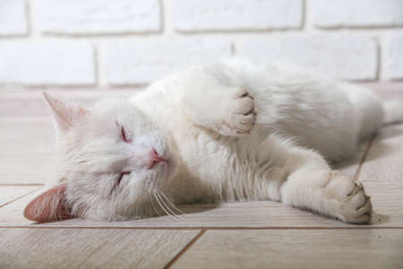 Portrait of a domestic cat of white color with big eyes. Cute clean cat. White cat with a pink nose. White Russian breed of cats.の写真素材