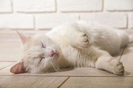 Portrait of a domestic cat of white color with big eyes. Cute clean cat. White cat with a pink nose. White Russian breed of cats.の写真素材