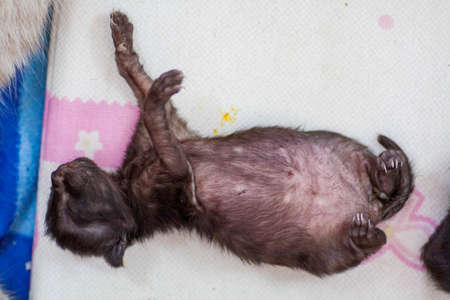 A small newborn kitten that has not yet opened its eyes after birth. The tiny kitten is sleeping. Beautiful little kitty.の写真素材