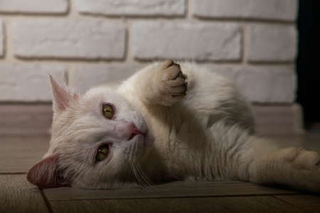portrait of a cat with stripes laying on a ground, close-up, selective focus. High quality photoの写真素材