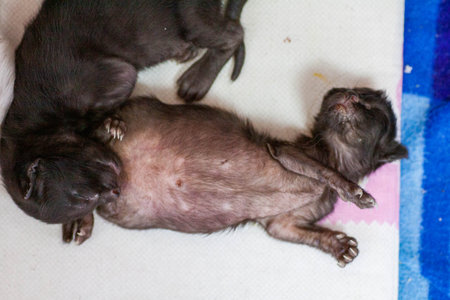 A small newborn kitten that has not yet opened its eyes after birth. The tiny kitten is sleeping. Beautiful little kitty.の写真素材