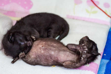 A small newborn kitten that has not yet opened its eyes after birth. The tiny kitten is sleeping. Beautiful little kitty.の写真素材