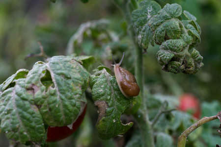 Fungal dangerous diseases of tomatoes, which affects representatives of nightshade especially potatoes. This disease is caused by pathogenic organisms position between fungi and protozoa gray spotの写真素材