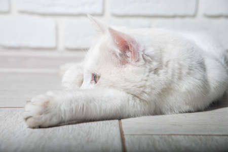 Portrait of a domestic cat of white color with big eyes. Cute clean cat. White cat with a pink nose. White Russian breed of cats.の写真素材