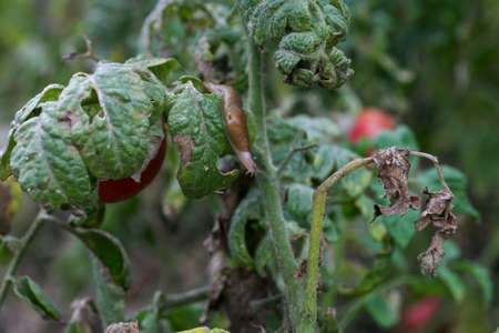 A closeup of a slug tomato pest on a fresh garden . Insects destroy green and ripening fruits. In addition, slugs carry infections among plants. a significant decrease in productivity loss of yield.の写真素材