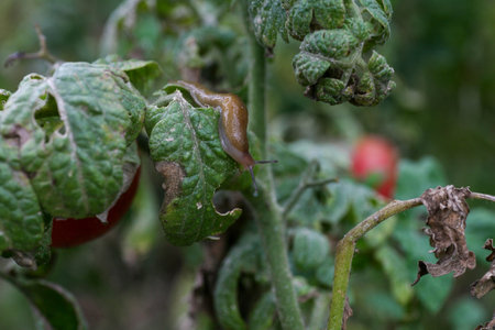 Fungal dangerous diseases of tomatoes, which affects representatives of nightshade especially potatoes. This disease is caused by pathogenic organisms position between fungi and protozoa gray spotの写真素材
