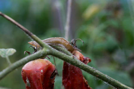 A closeup of a slug tomato pest on a fresh garden . Insects destroy green and ripening fruits. In addition, slugs carry infections among plants. a significant decrease in productivity loss of yield.の写真素材