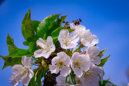 Beautiful nature scene with blooming tree and sun flare. Sunny day. Spring flowers. Beautiful Orchard. Abstract blurred background. Springtime Spring border or background art with pink blossom.の写真素材